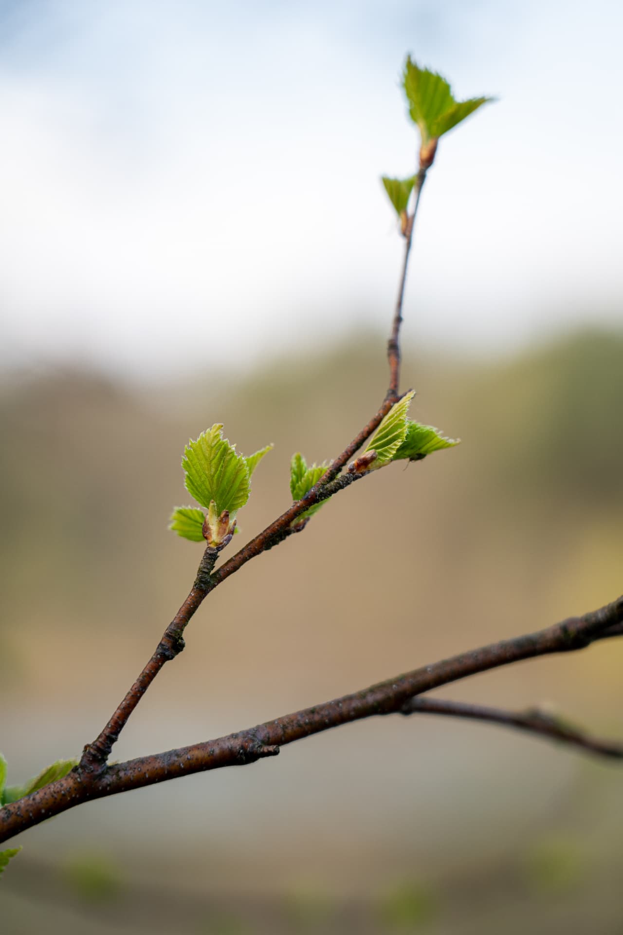 Wiosenne wspomnienia 🌱 — zdjęcie 8